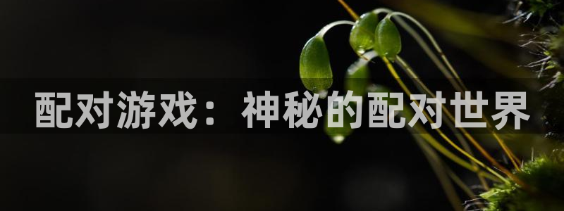配对游戏：神秘的配对世界